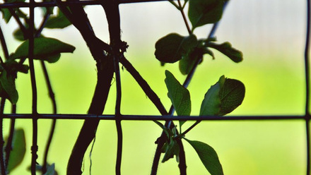 green-leaves-and-branches-behind-a-fence.jpg