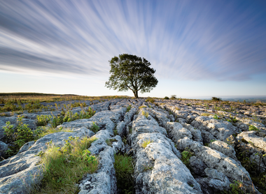 The Malham Ash.png