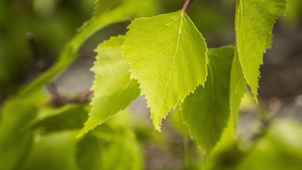 Silver Birch Leaves.jpg
