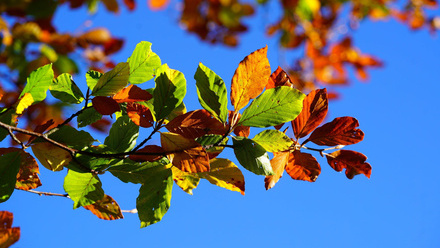 Beech Tree Leaves.jpg