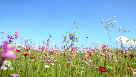 AOL event banner.png