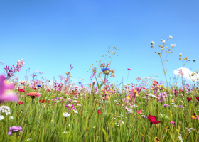 AOL event banner.png