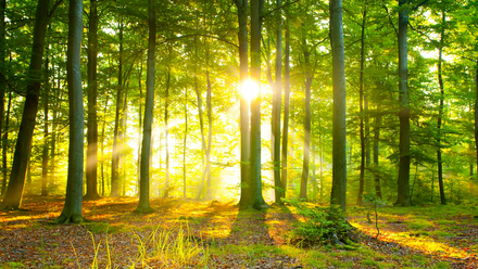 Seeing the wood webinar pic.png