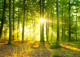 Seeing the wood webinar pic.png