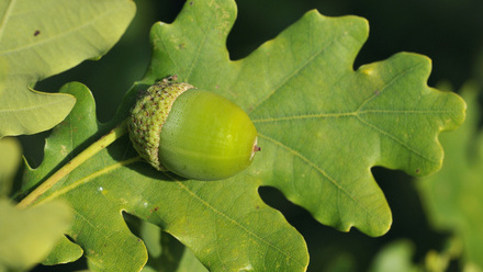 Acorn and Oak Leaf.jpg