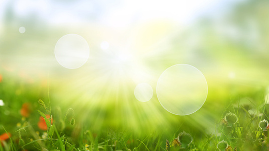 Sunny Spring Meadow.jpg