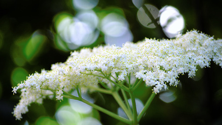 elder flower.jpg